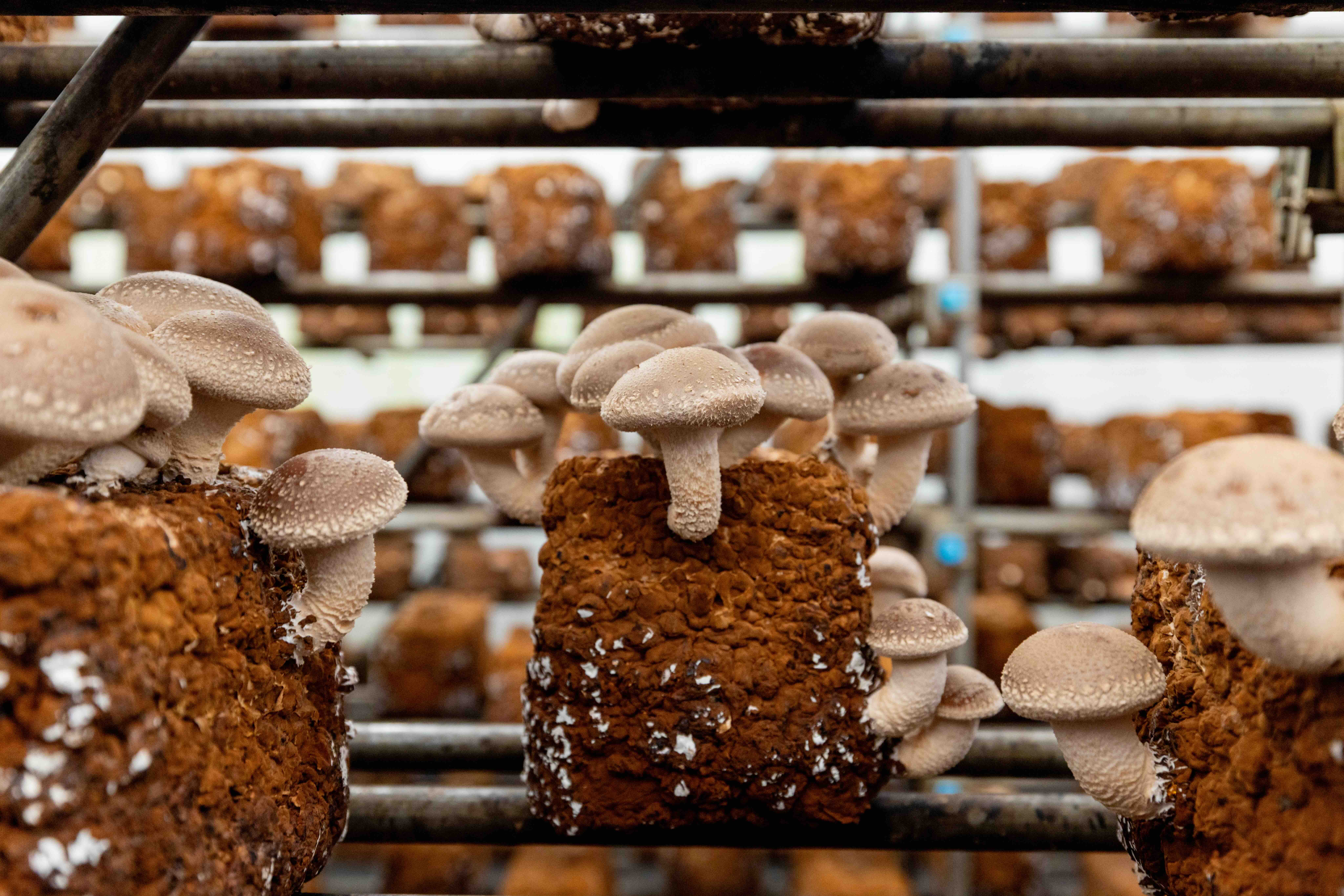 【11月】東京一のしいたけを味わう！しいたけ収穫＆七輪焼き体験