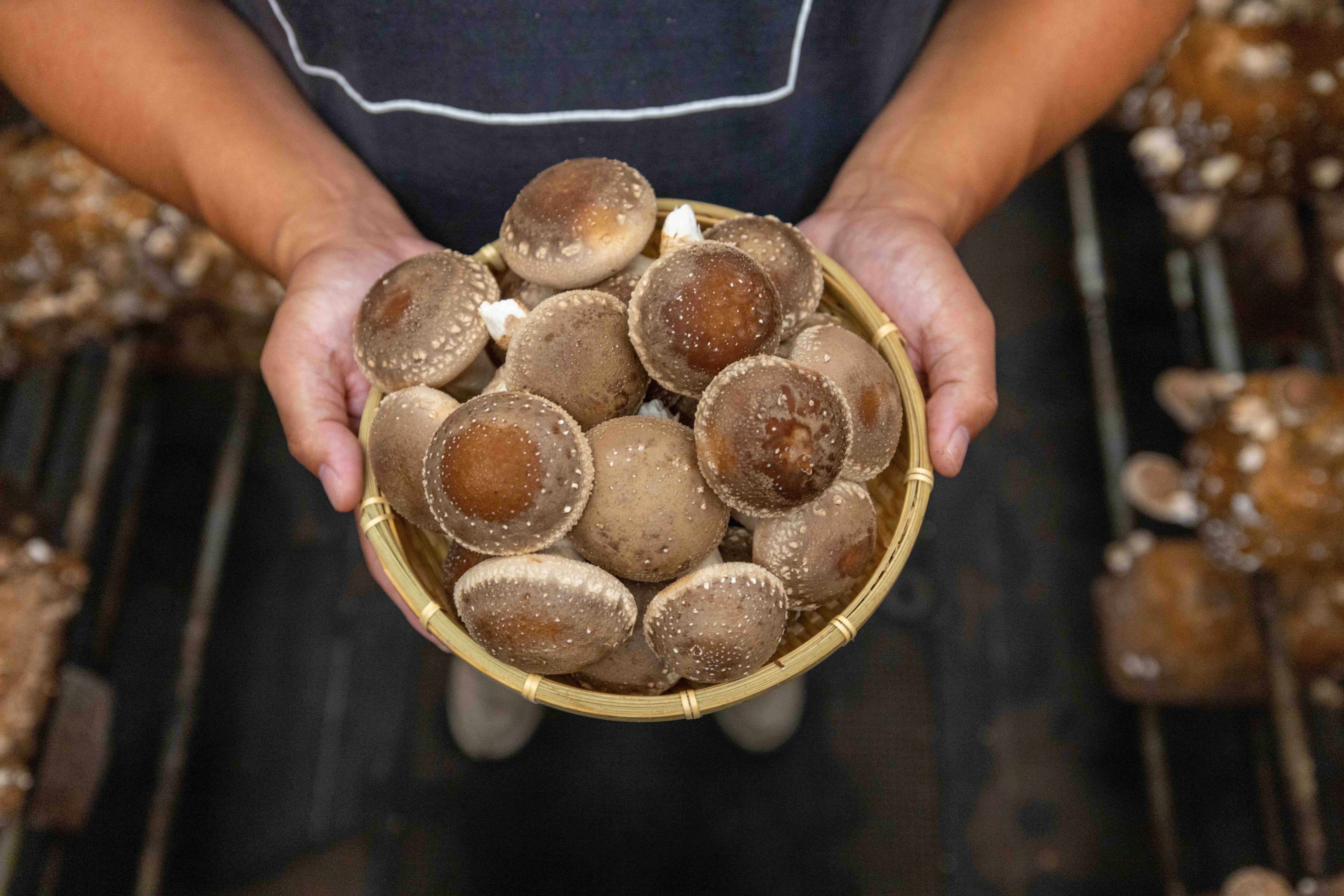 ギャラリー画像