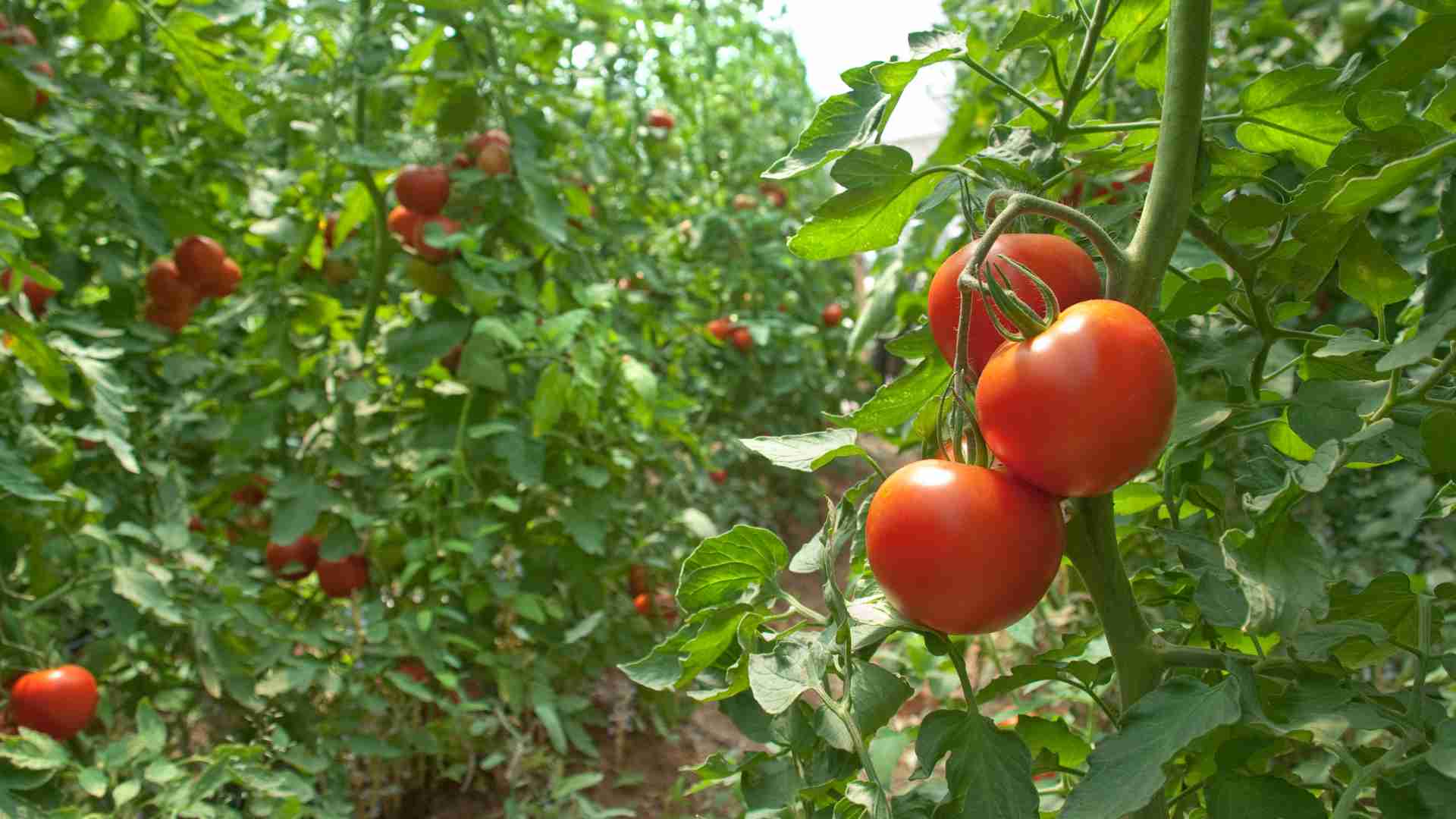 【8月】夏だ！畑だ！流しそうめんだ！採れたて夏野菜天ぷらと楽しむ清涼体験