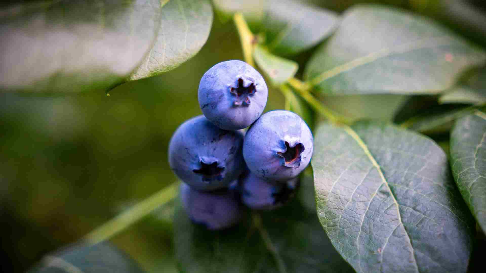 【8月】夕涼みブルーベリーナイト。摘みたて果実で作る特製ソーダ体験