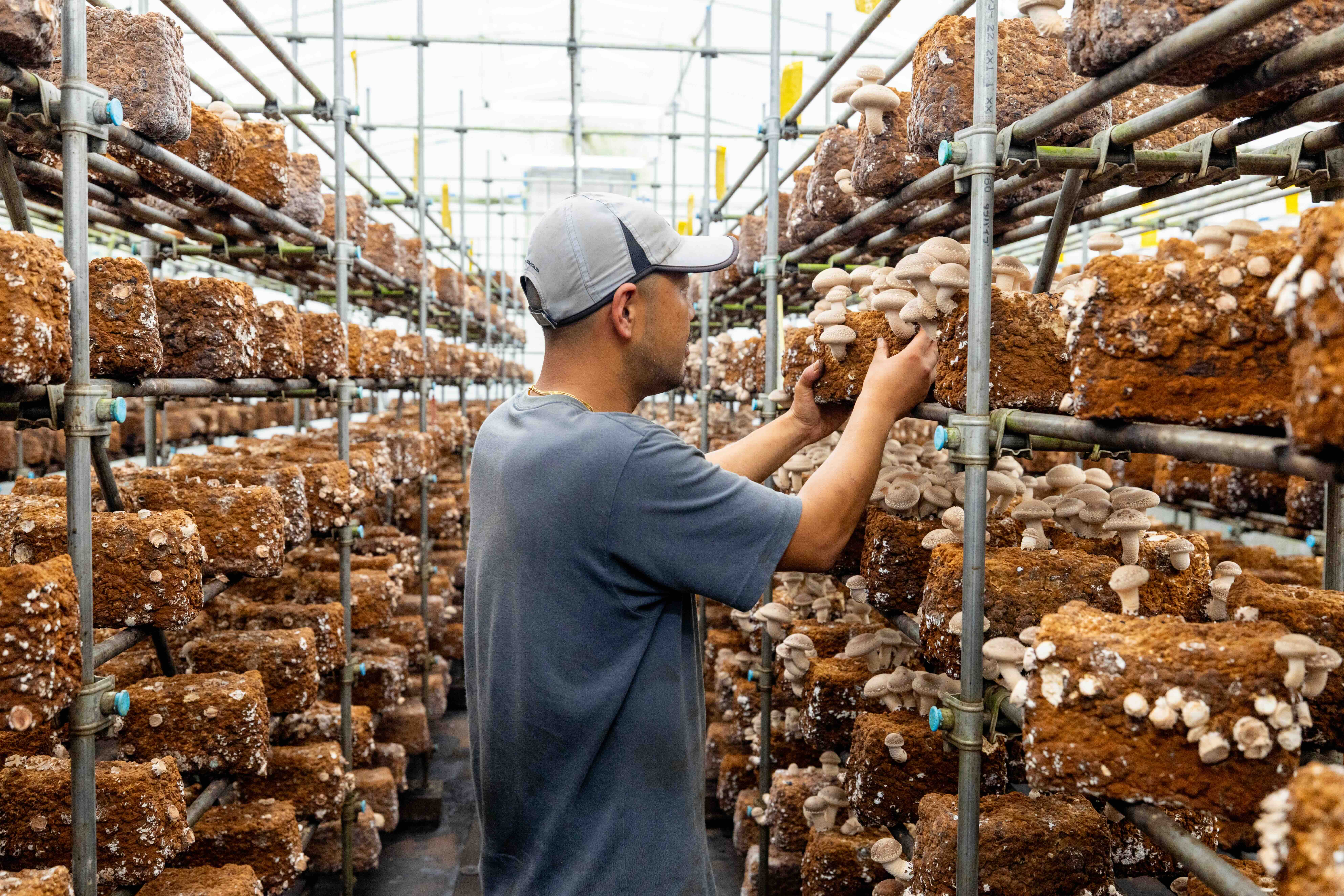 【12/20~12/21】しいたけ収穫 100kgチャレンジ企画