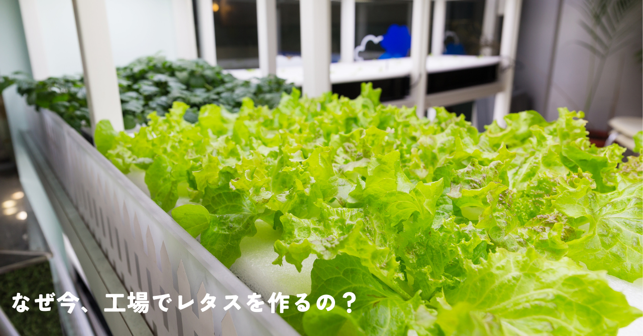 なぜ今、工場でレタスを作るのか？